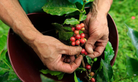 La Cosecha del café