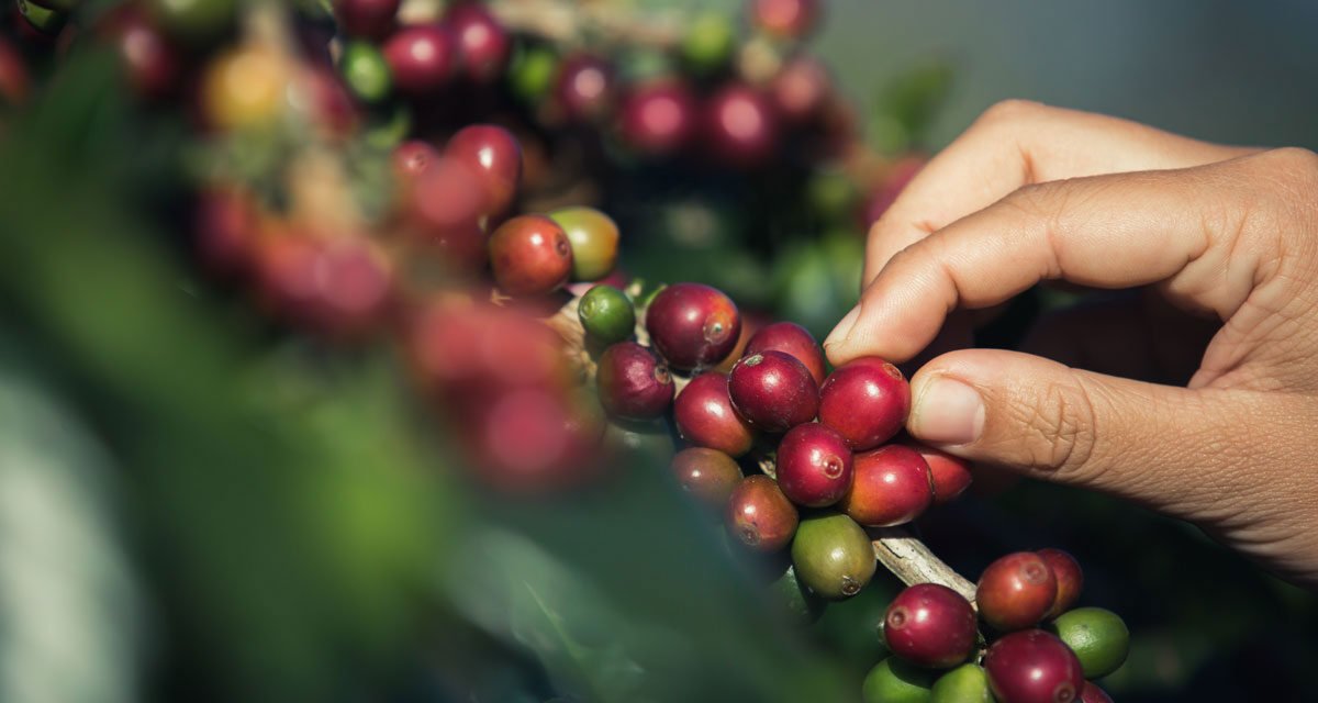 CAFÉ DE COSTA RICA: UN ELIXIR DE ESPECIALIDAD CON SABOR.