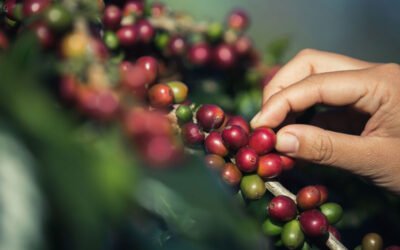 CAFÉ DE COSTA RICA: UN ELIXIR DE ESPECIALIDAD CON SABOR.